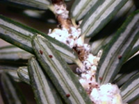 closeup of hemlock woolly adelgid infestation