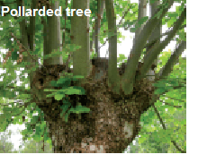 Pollarded Trees 