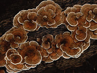 Brown Tree Fungus 