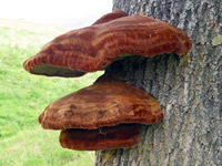 Red Shelf Fungus 