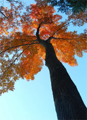 Autumn Tree 