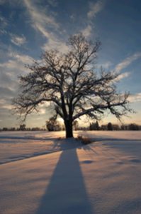 Tree at Sunrise in Winter 