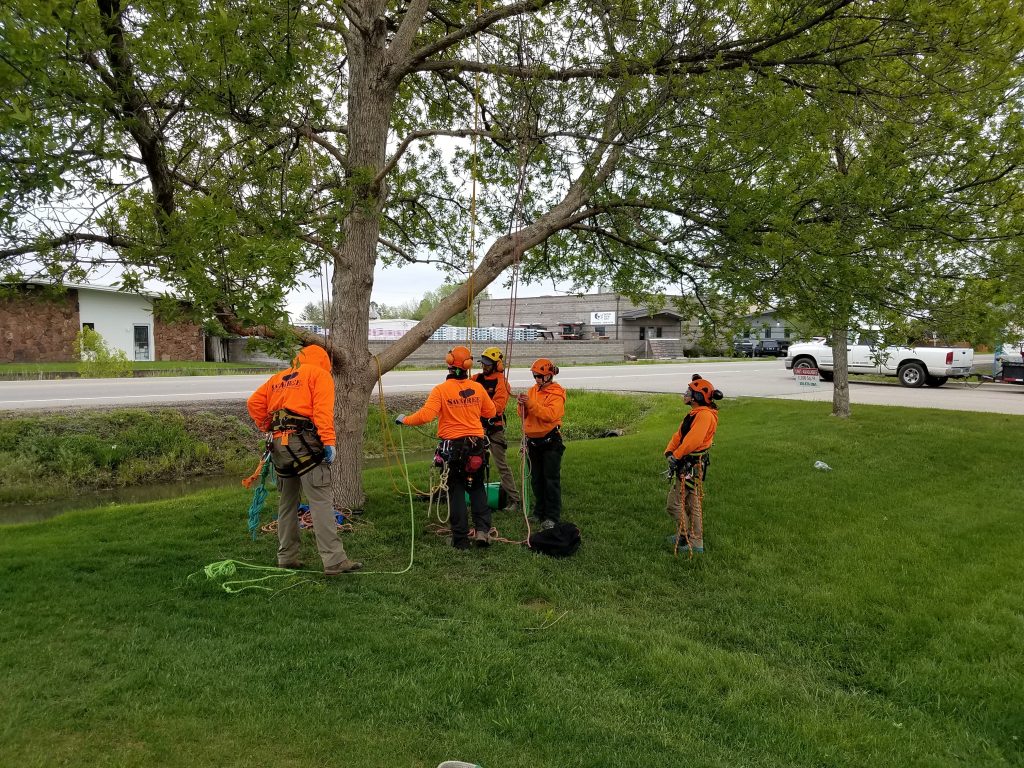 tree care fort collins co