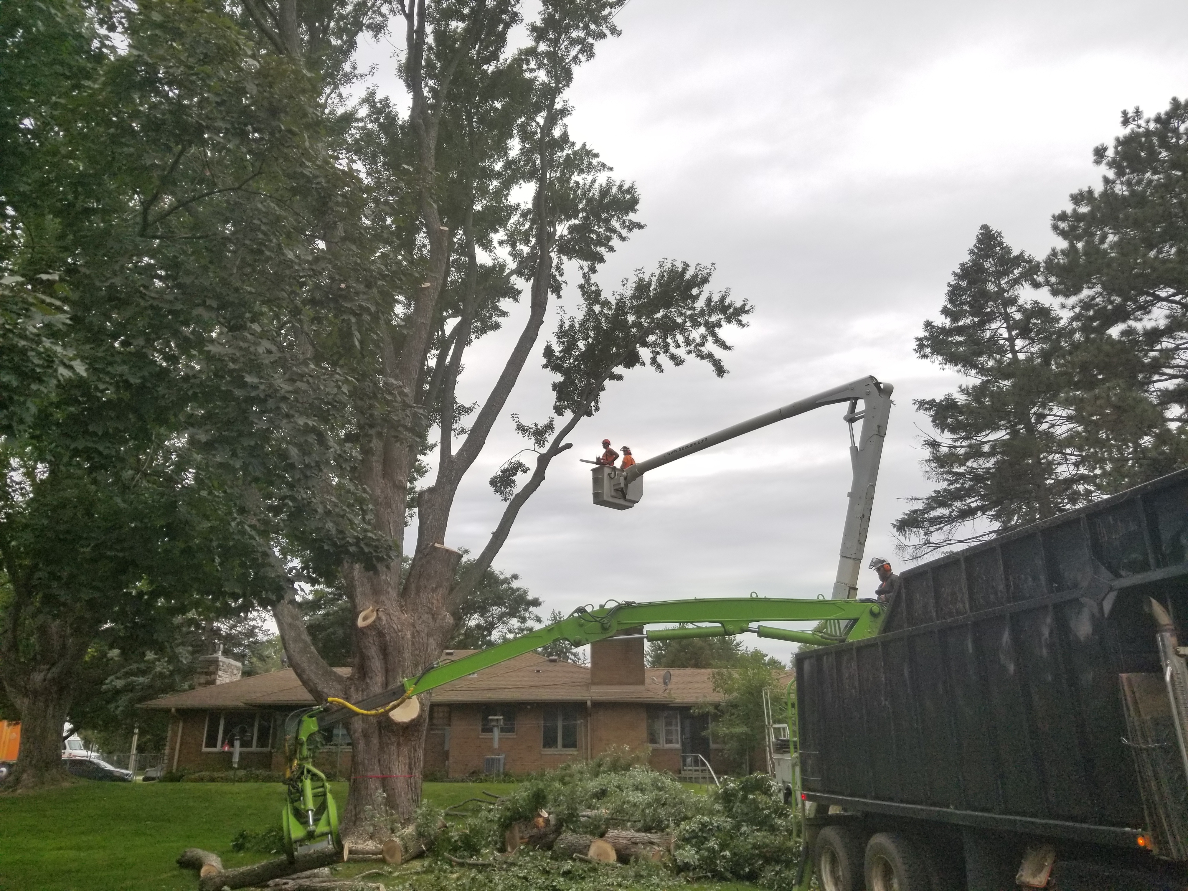 Tree Removal in Circle Pines, MN