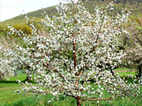 Apple Tree Pruning Care and Diseases by SavATree