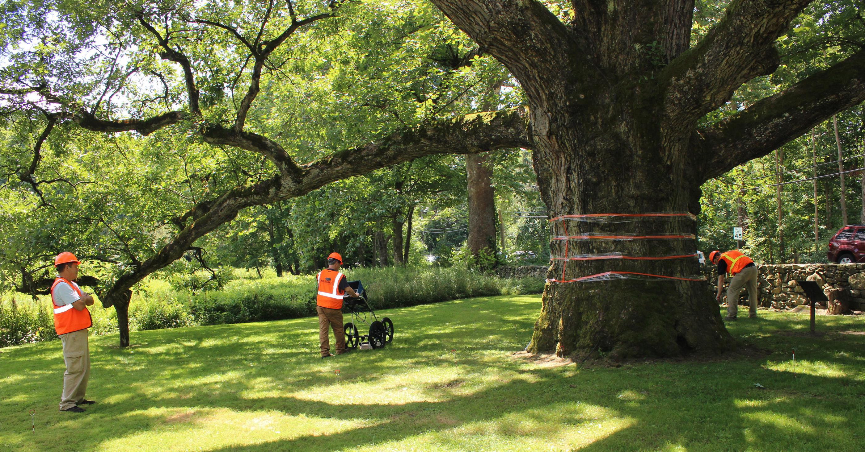 SavATree performs risk assessment