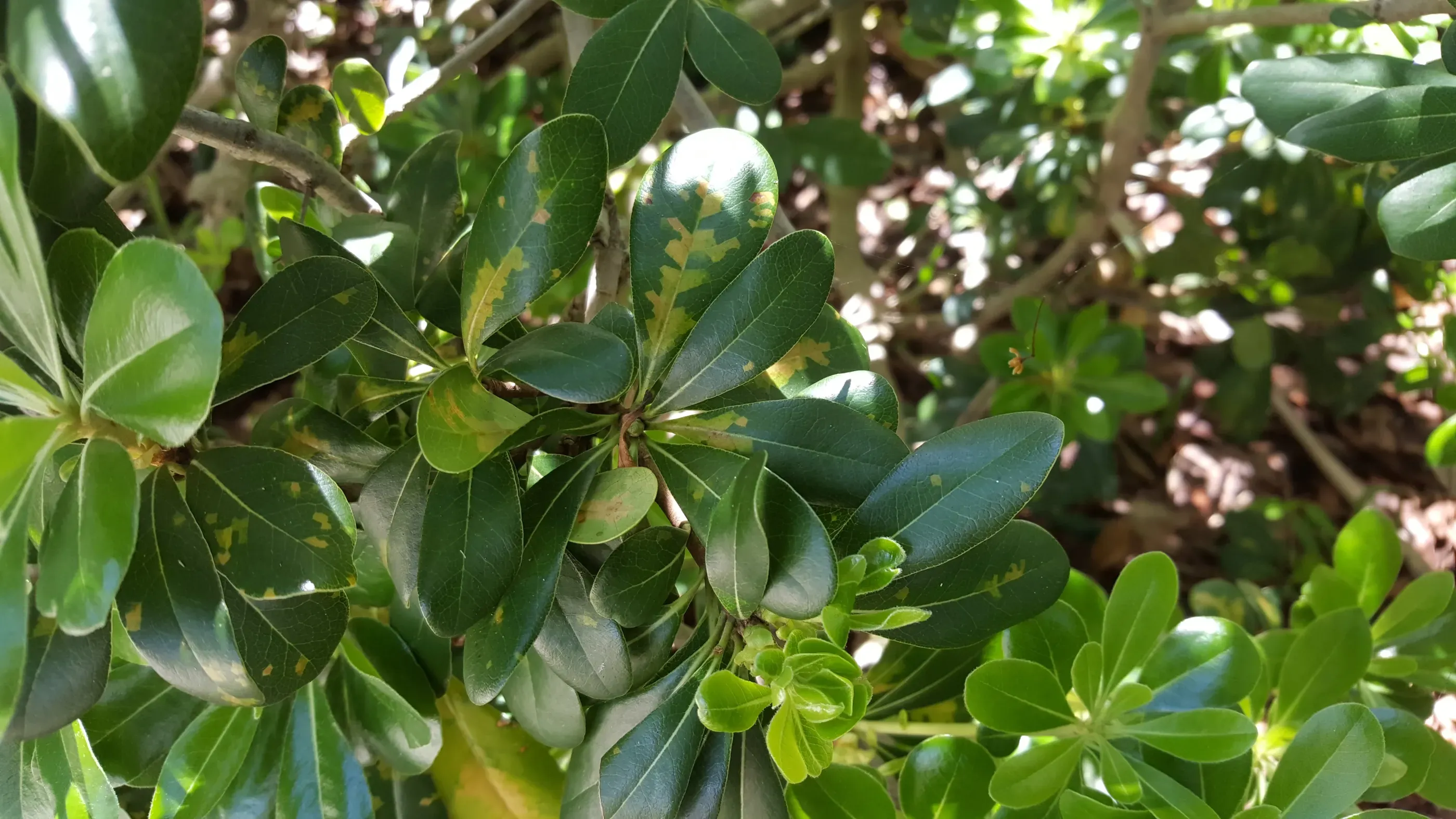 Pittosporum Hedge Care Guide: How to Prune, Water & Maintain Healthy Shrubs