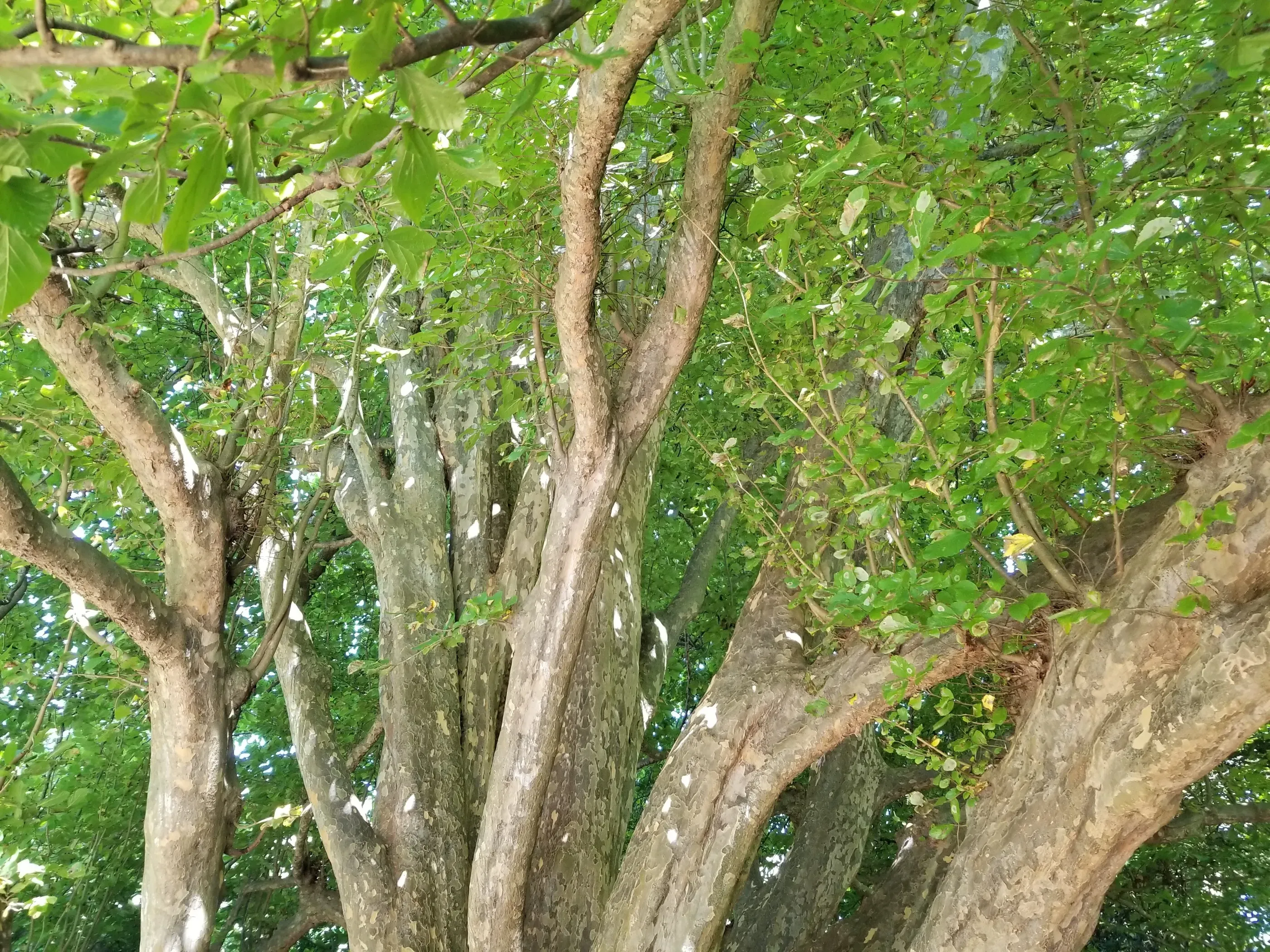 Persian Ironwood: Growth, Care, and Landscape Value