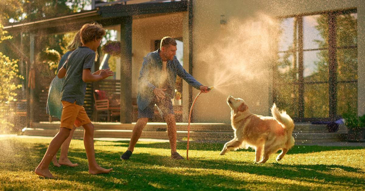 summer lawn family
