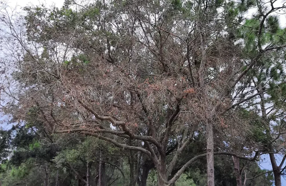 Ambrosia Beetle Treatment by SavATree