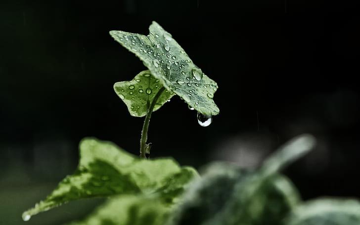 Dew on tree leaf