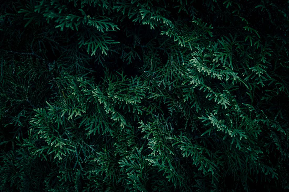 Arborvitae tree