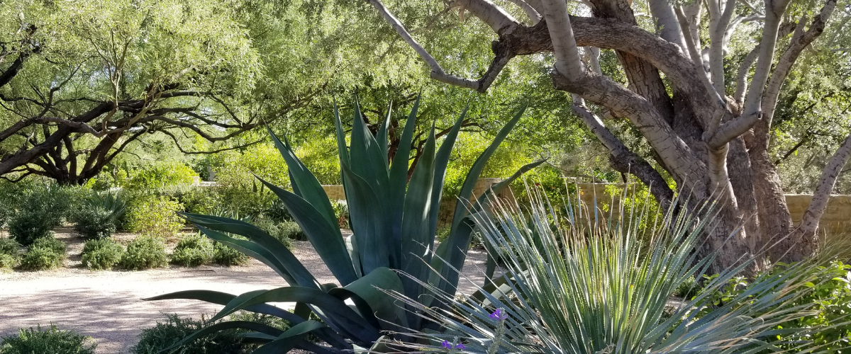 Beyond the Forecast: Protecting Your Landscape from Heat & Drought