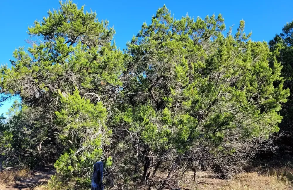 Your Guide to Cedar Trees: Care, Selection, and Expert Tips