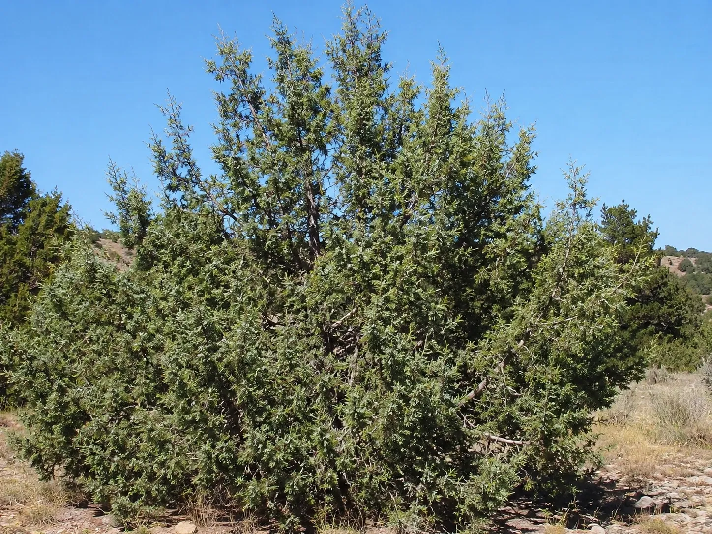 Ashe juniper photo created with ChatGPT