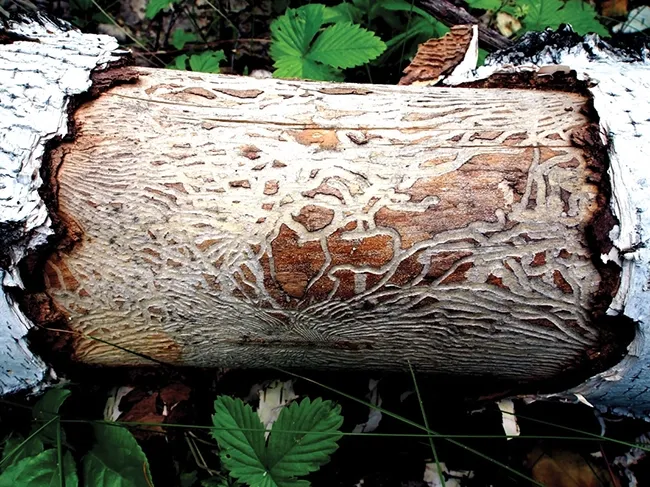 Tree Borer Treatments by SavATree