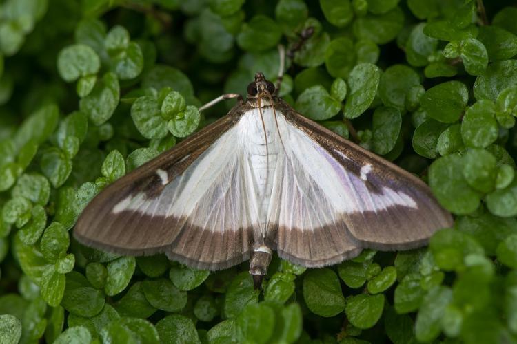 Box Tree Moth Treatment by SavATree