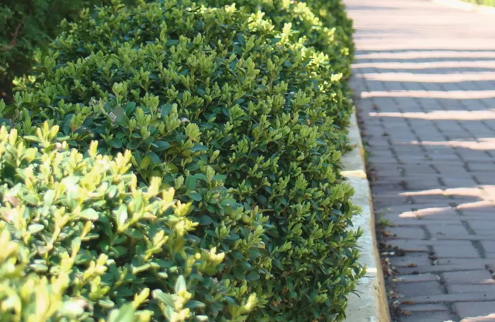 Boxwood Insect & Mite Treatment by SavATree