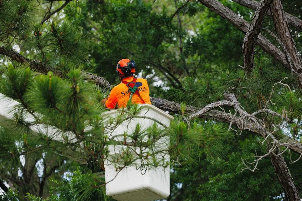 8 Pruning Mistakes To Avoid