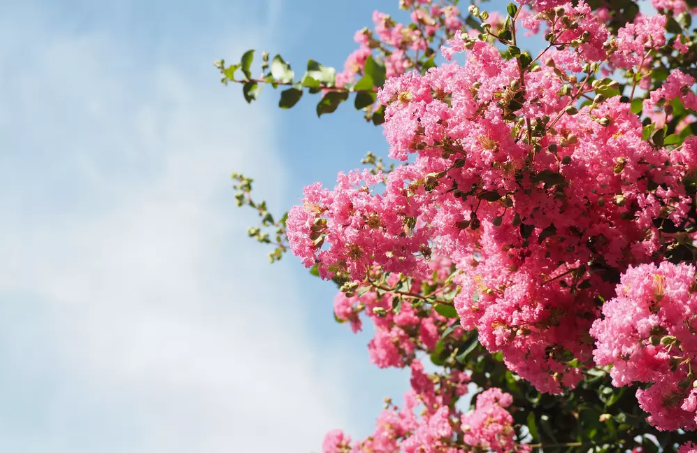 Your Guide to Crepe Myrtle Trees: Expert Care from Roots to Canopy