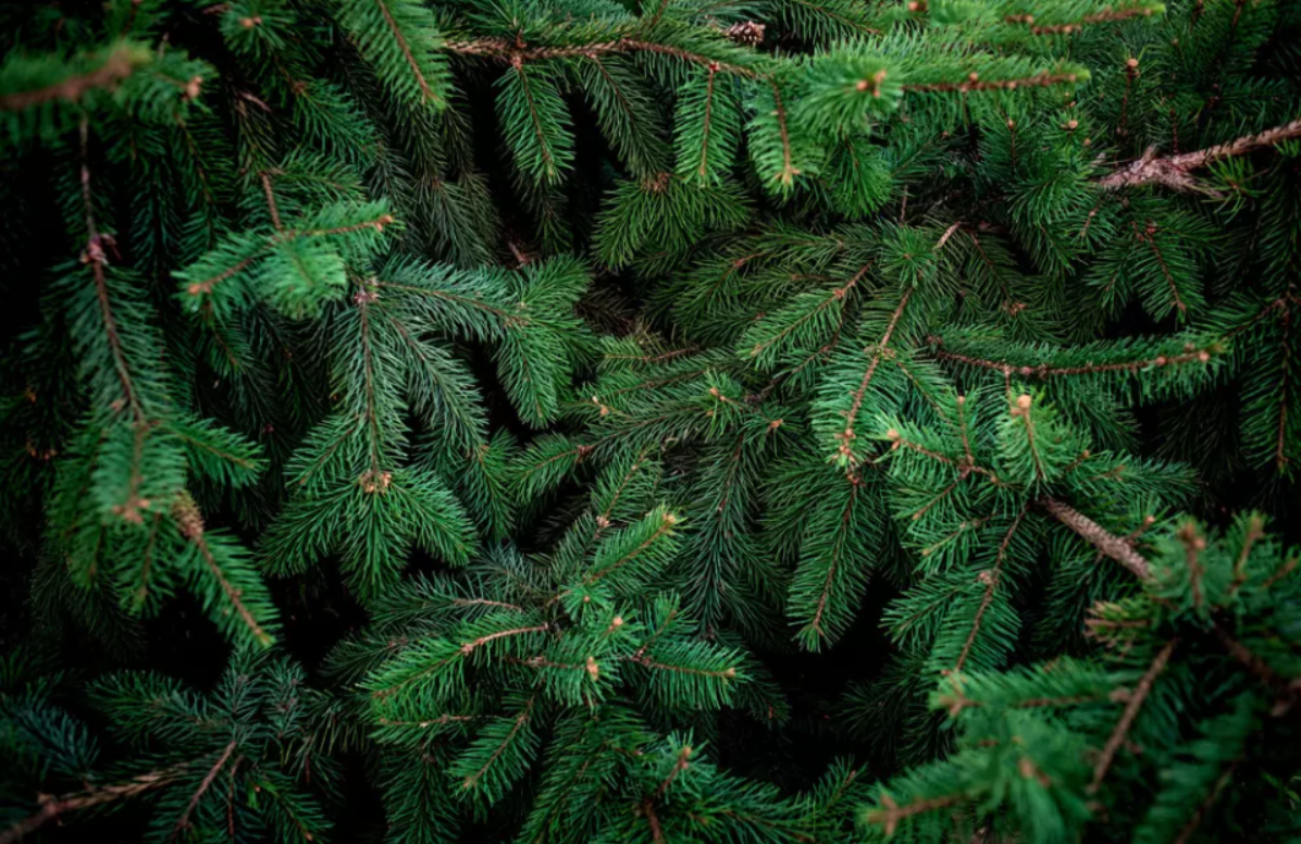 Cedar Tree Care Guide: Pruning Tips & More | SavATree