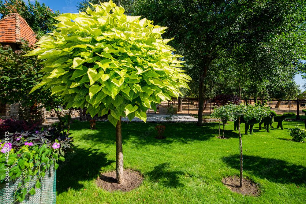 Your Guide to Catalpa Trees: Bold Leaves, Showy Blooms, and Timeless Charm
