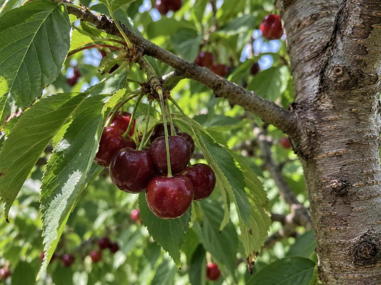 Cherry Tree