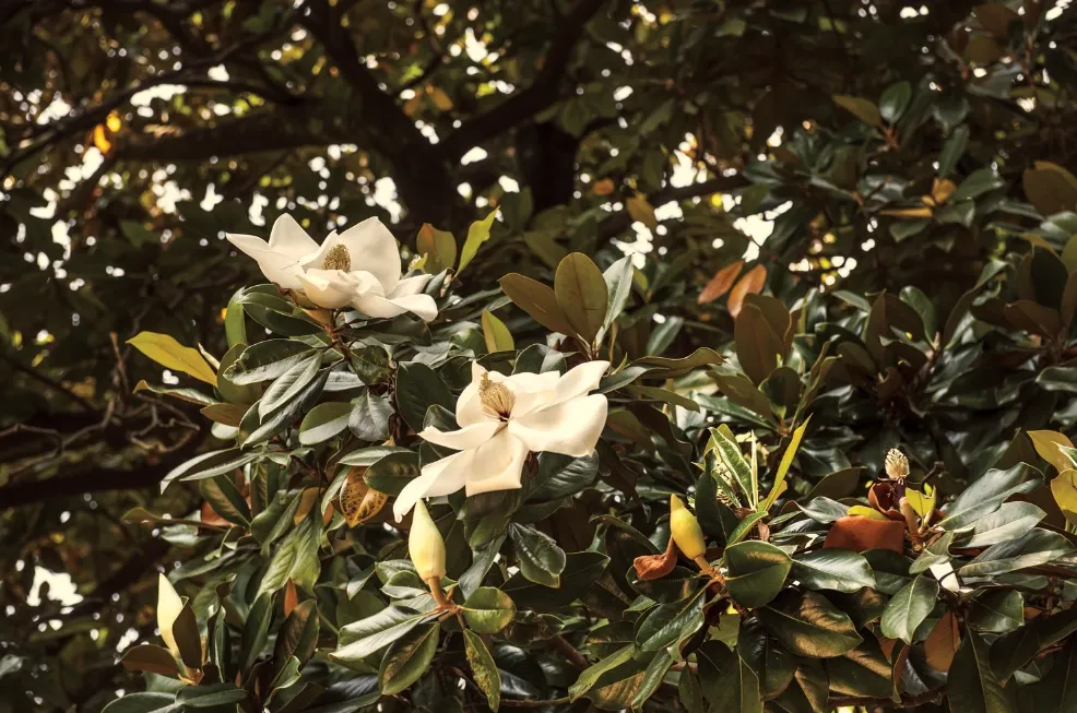 Verticillium Wilt Treatment by SavATree