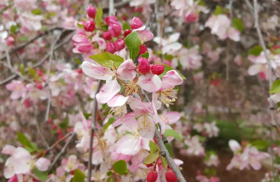 Your Guide to Crabapple Trees: Cultivating Beauty and Resilience