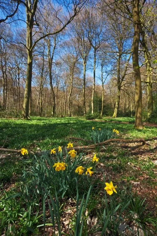 How to Care for Your Landscape After an Unseasonably Warm Winter