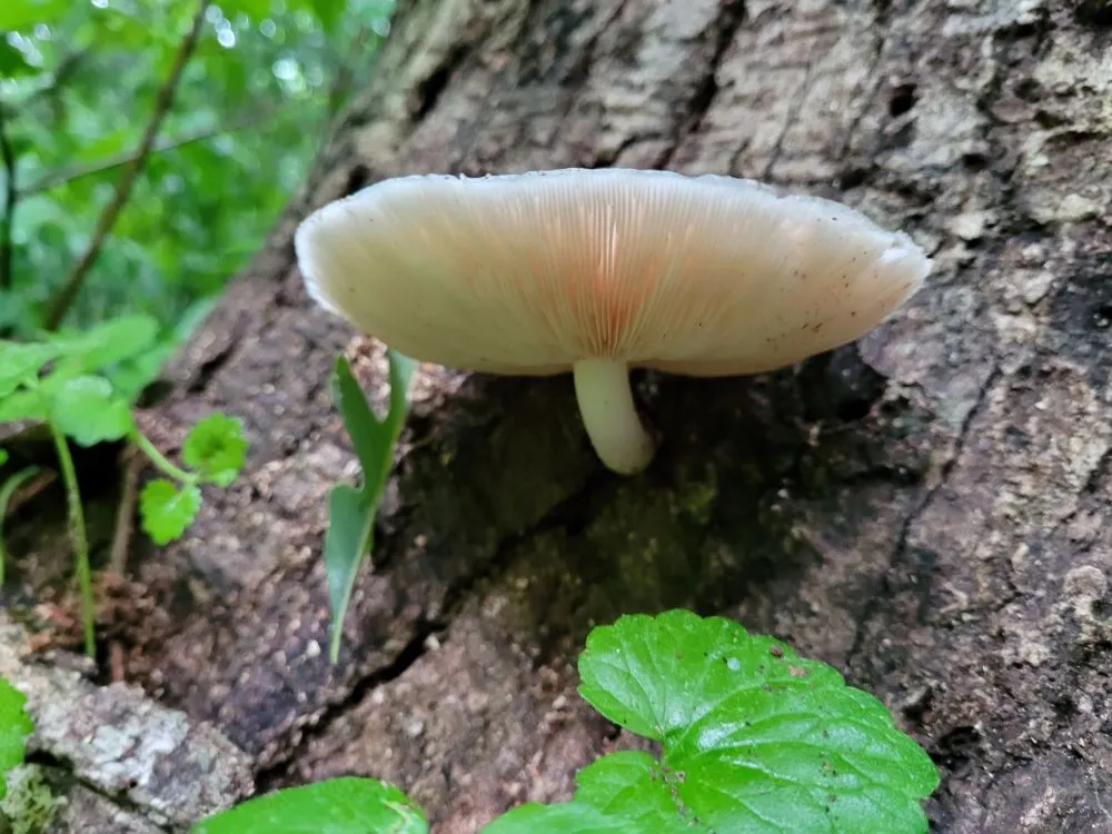 Mushrooms Growing on Trees: Everything You Should Know