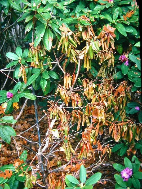 a plant with root rot