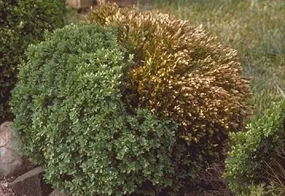 a dying shrub