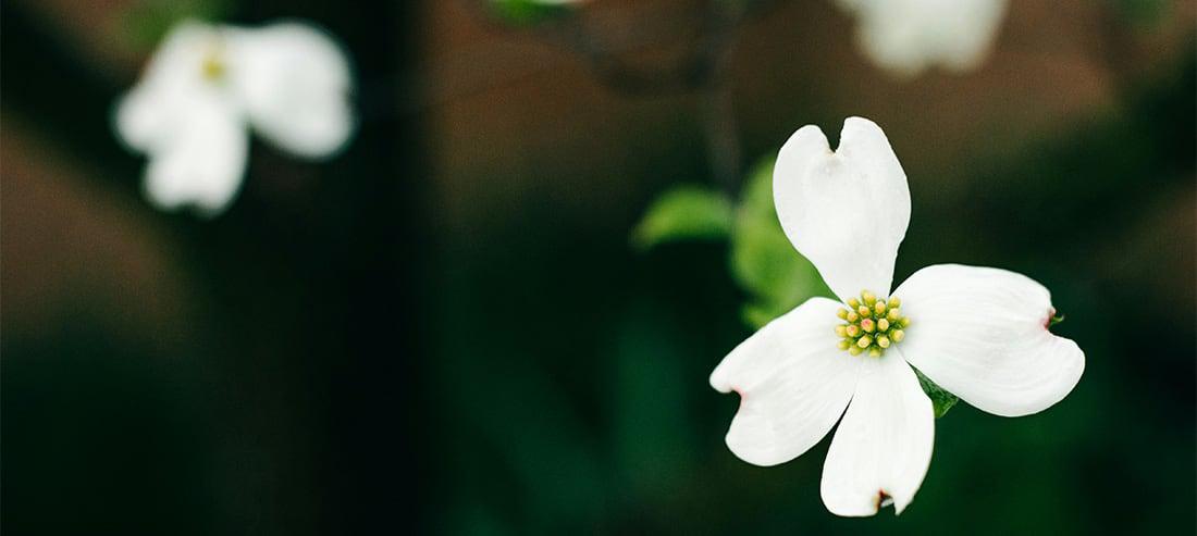 Dogwood tree flowers
