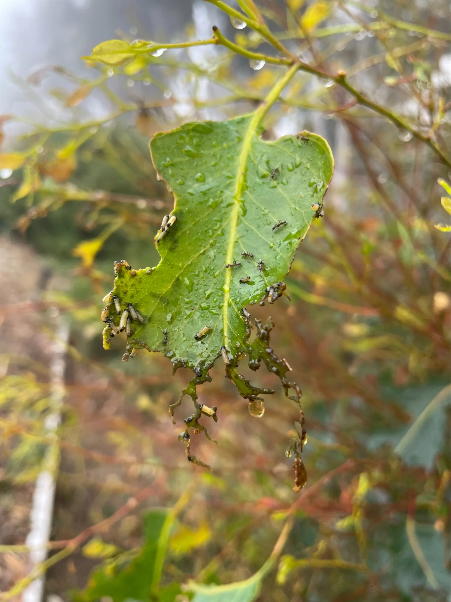 What is the Dotted Paropsine Leaf Beetle and Why Is It a Problem?