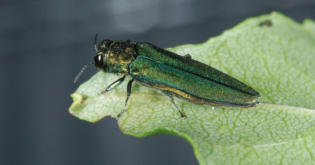 Emerald ash borer