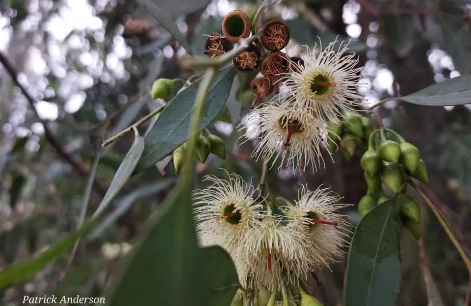 Your Guide to Eucalyptus Trees: Fragrant Foliage, Fast Growth, and Year-Round Appeal