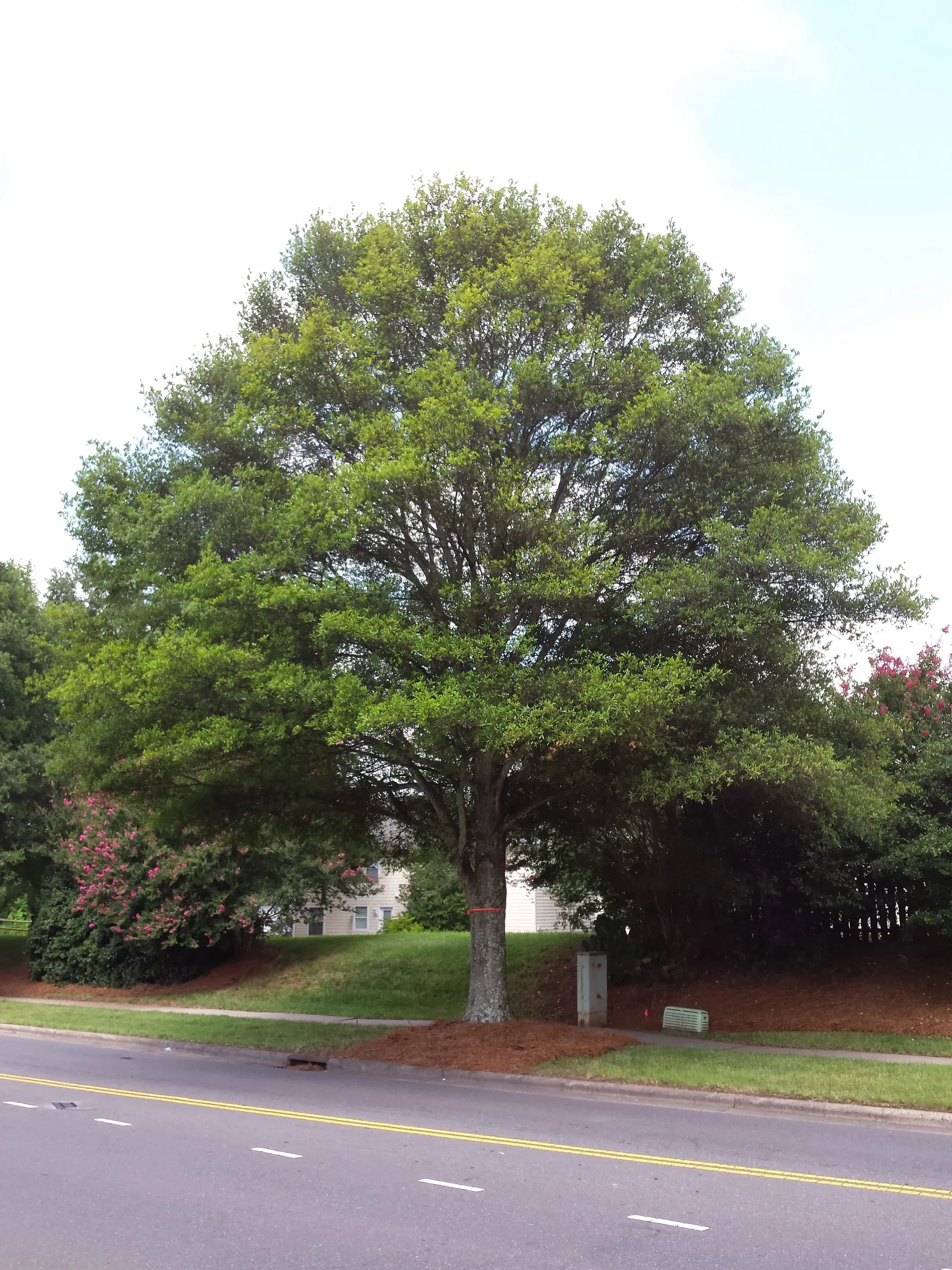Willow Oak: Growth, Care, and Landscape Value