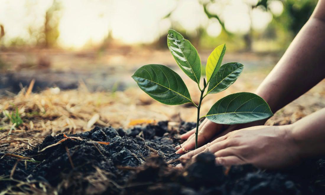 A newly planted plant