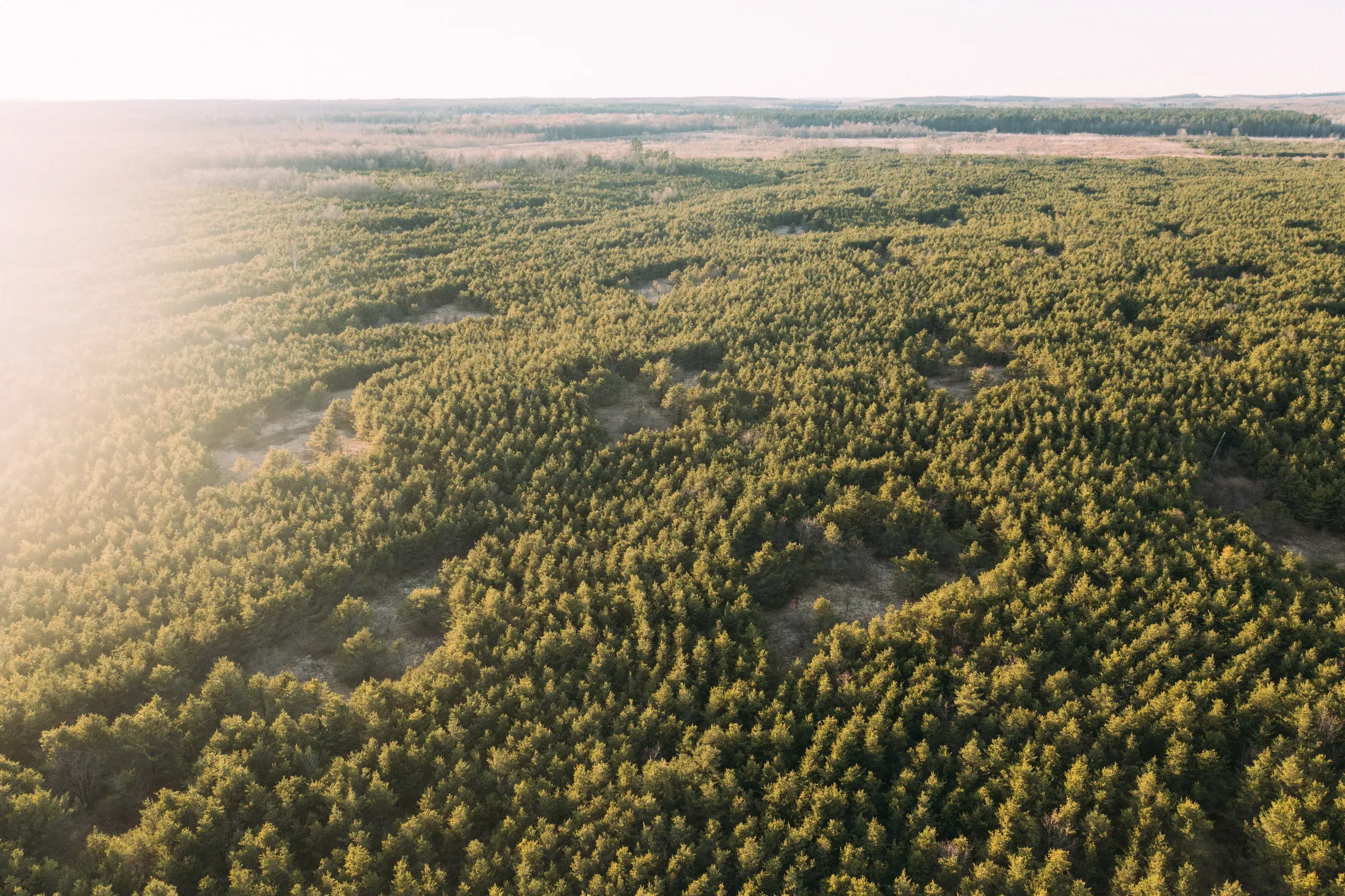 SavATree partners with the Arbor Day Foundation on For Every Tree