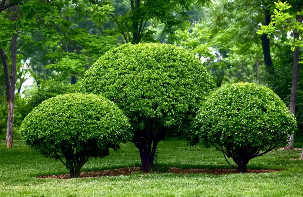 Holly trees guide