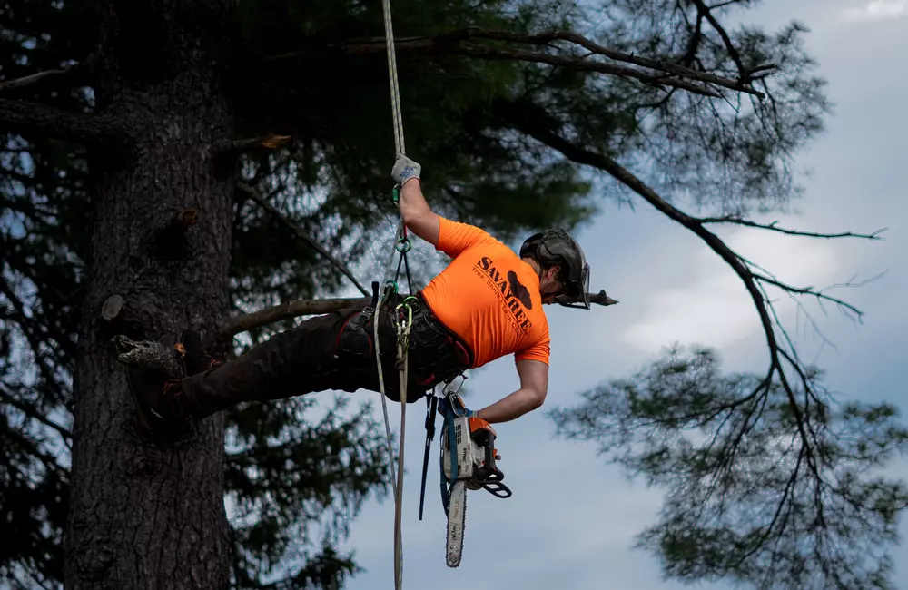 A Property Owner’s Guide to Arborist Certifications and What They Mean