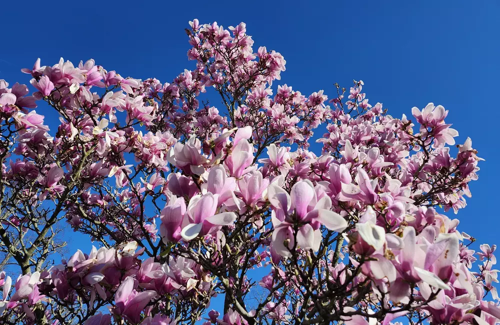 Your Guide to Magnolia Trees: Expert Care from Roots to Canopy