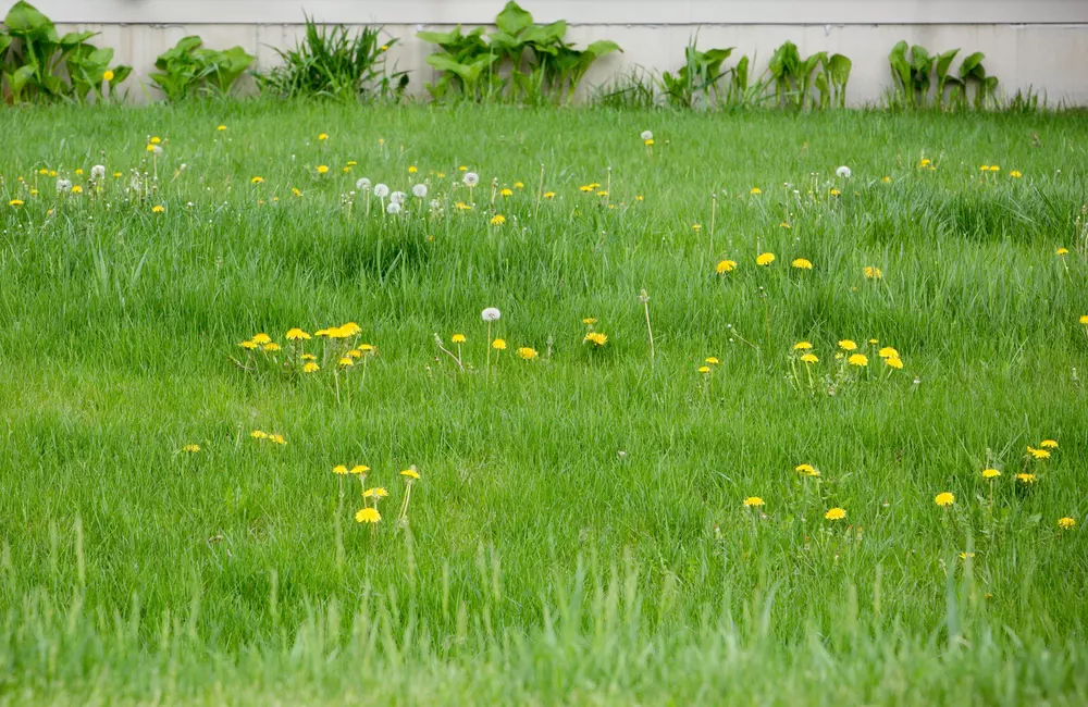 Why Weed Pressure Increases During Drought and What You Can Do About It