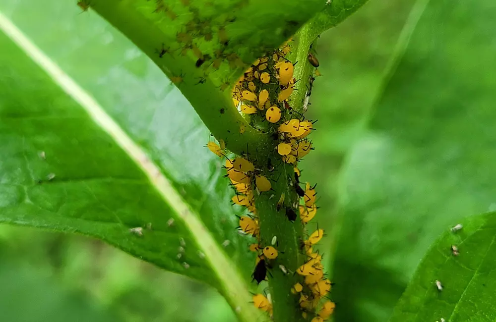 7 Tiny Insects That Can Cause Big Problems in Your Landscape This Summer