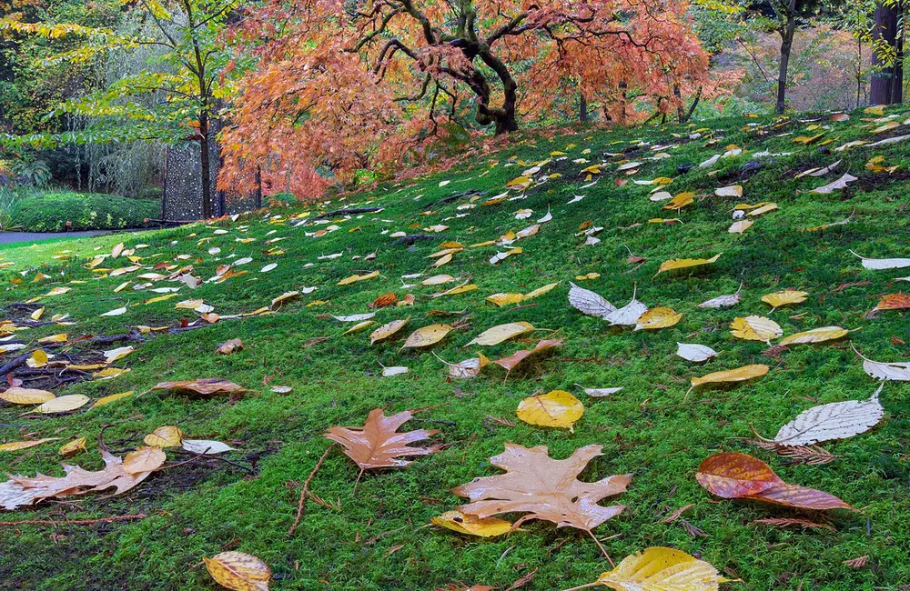 Moss in Your Lawn: What It Means and How to Treat It