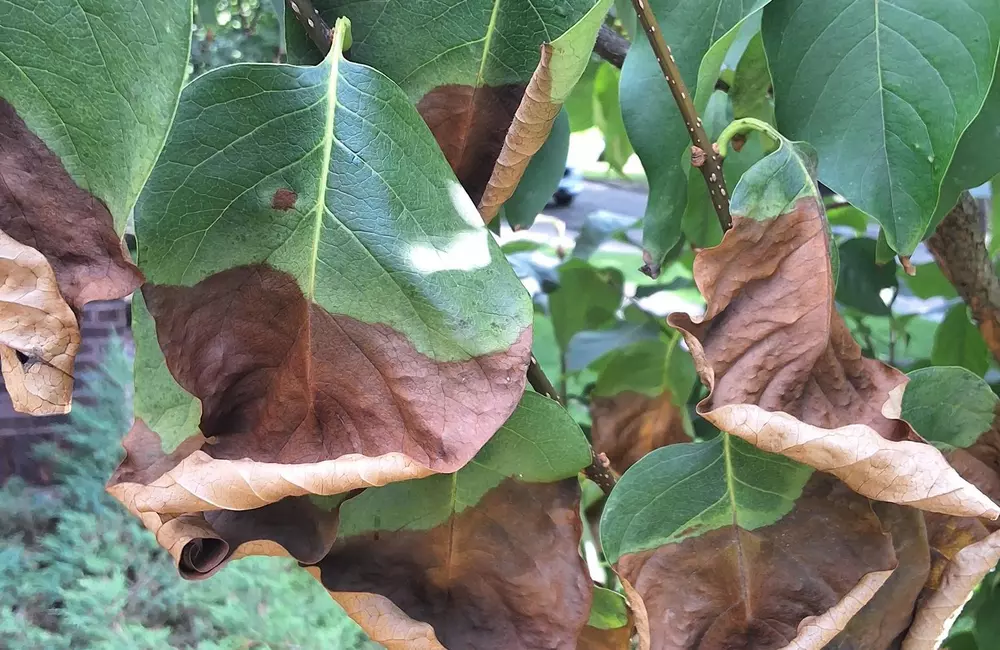 Sunscald: Understanding Winter Bark Damage on Trees