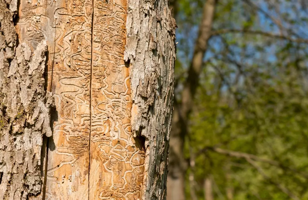 Cedar Bark Beetles: Signs, Prevention & Treatment