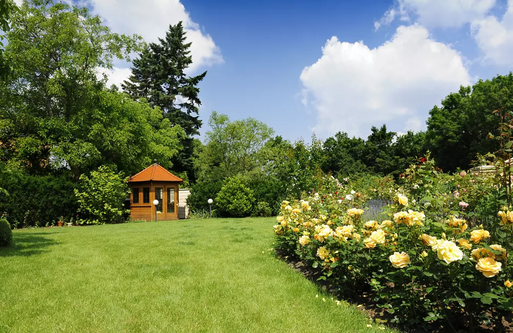 SavATree Expert Featured in The Wall Street Journal on Urban Tree Care