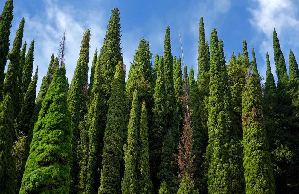 SavATree Expert Featured in Real Simple on Trees to Avoid Planting